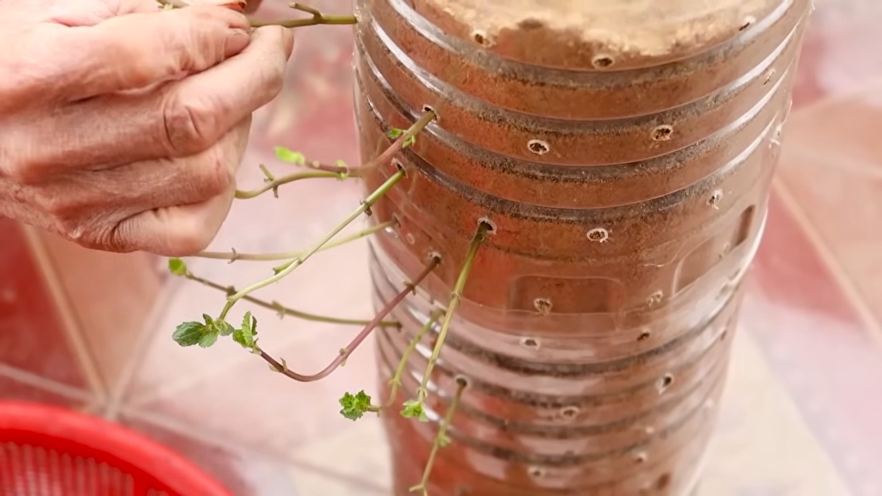 Fresh Herbs at Home