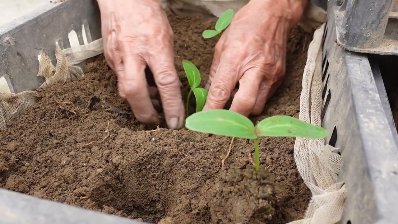 Cucumber growing mistakes