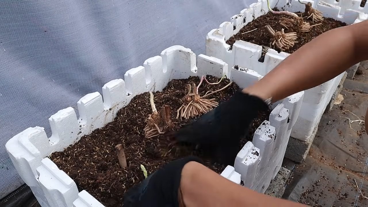 Grow Asparagus Quickly