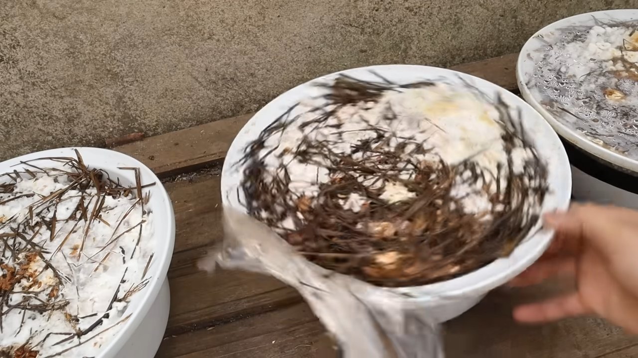 Mushroom Growing Kitchen Bowl