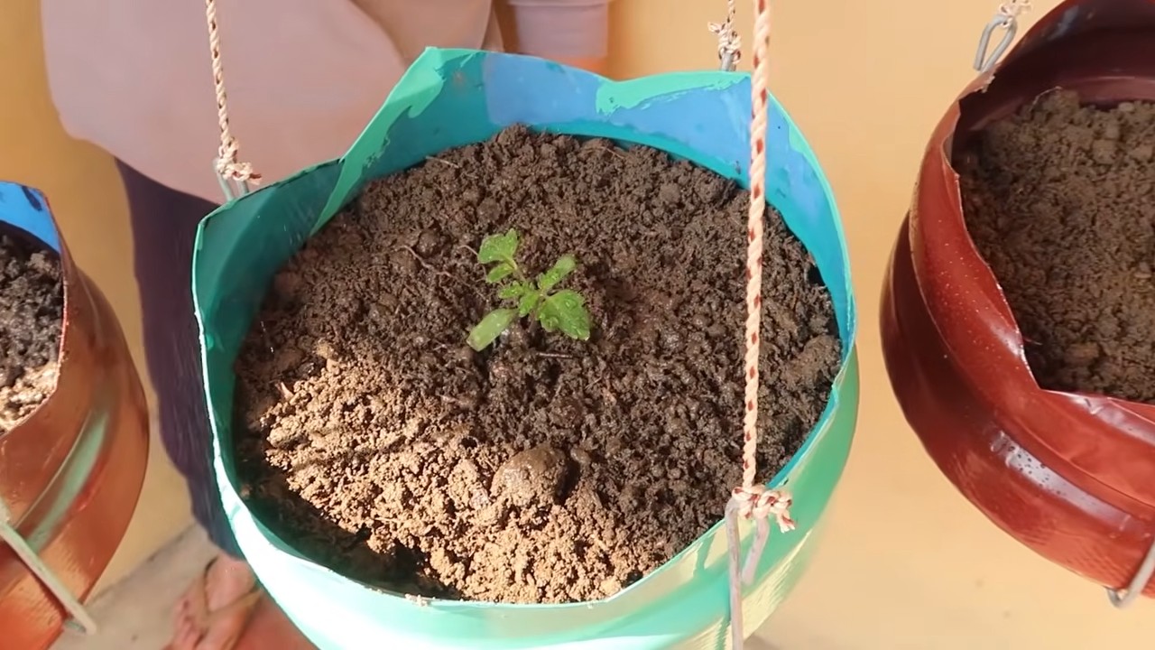 Tomato harvest hack