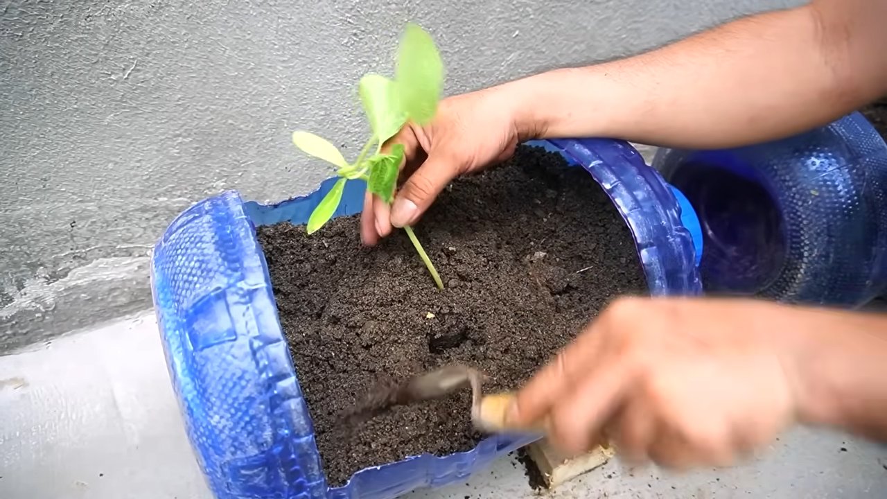 Grow Pumpkins Small Spaces