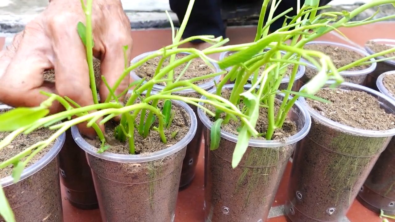Self Watering Water Spinach