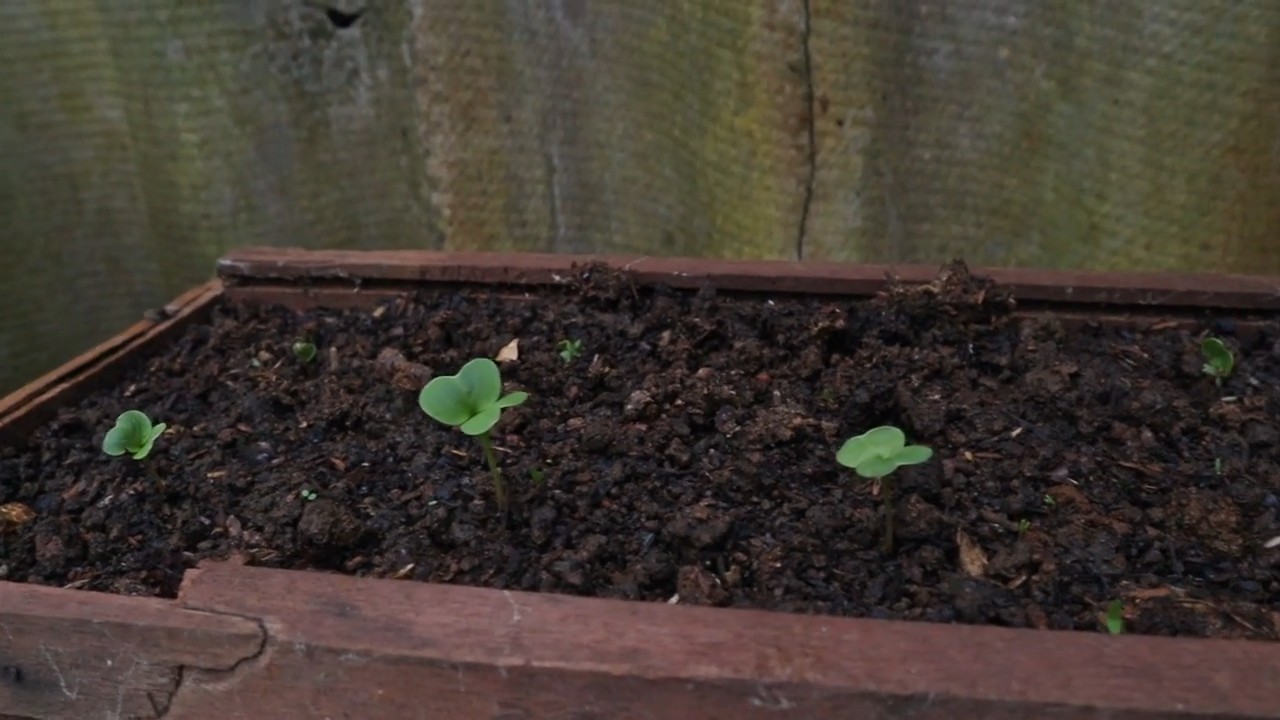 Kid friendly radish growing