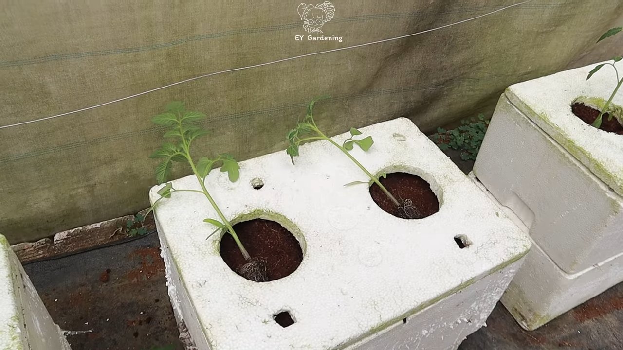 Terrace tomatoes all year