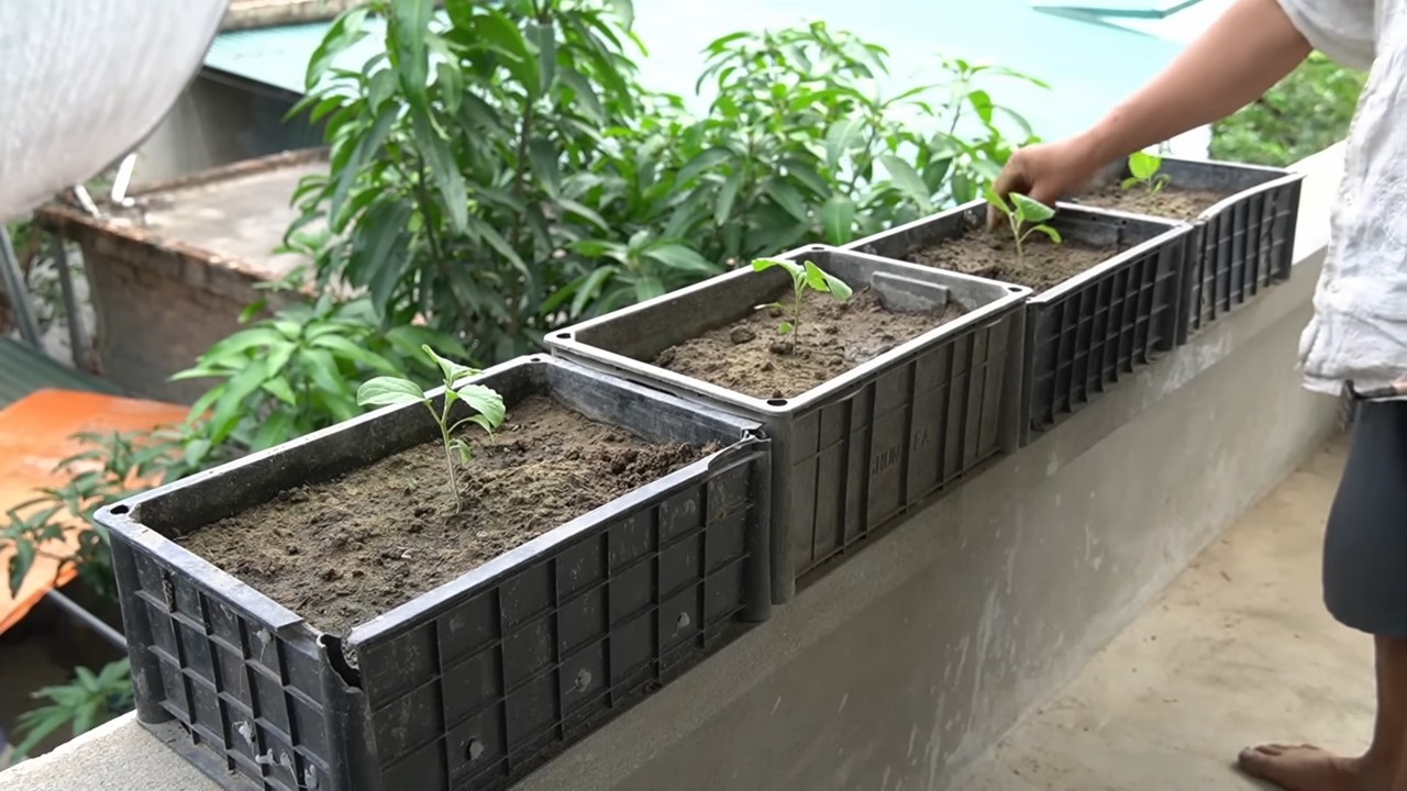 Bucket gardening eggplants