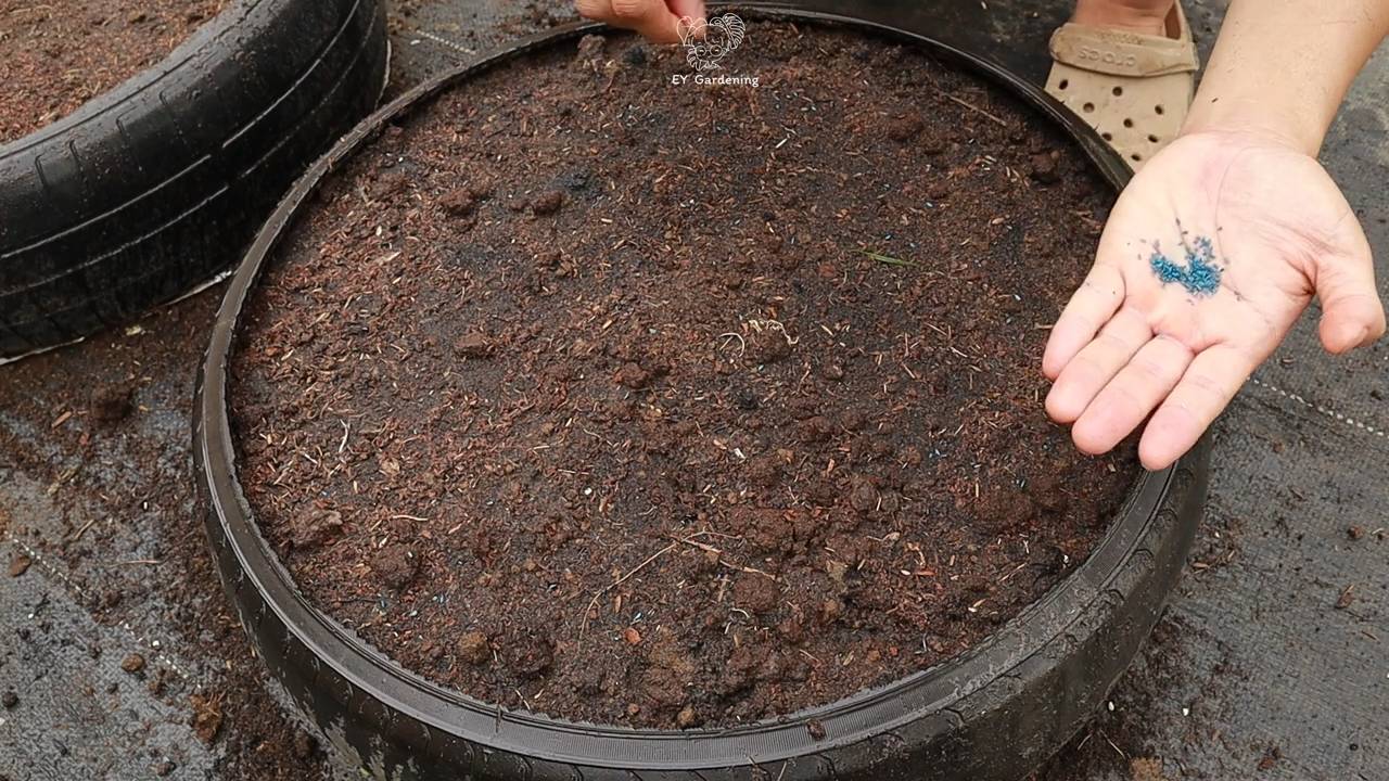 Grow Baby Carrots Home