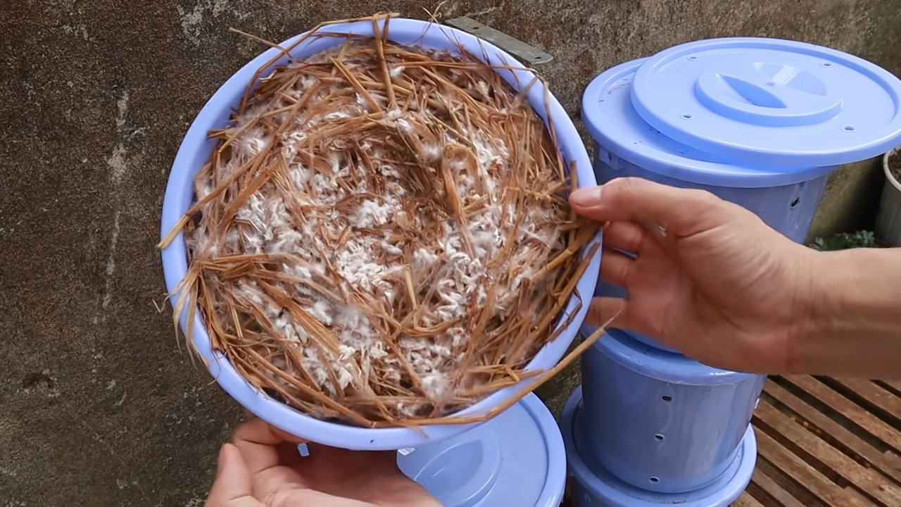 Indoor mushroom growing