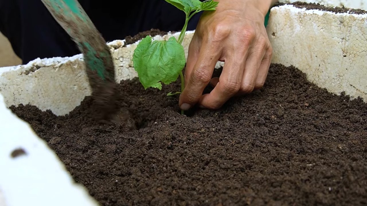 Bitter Gourd Growing Tips