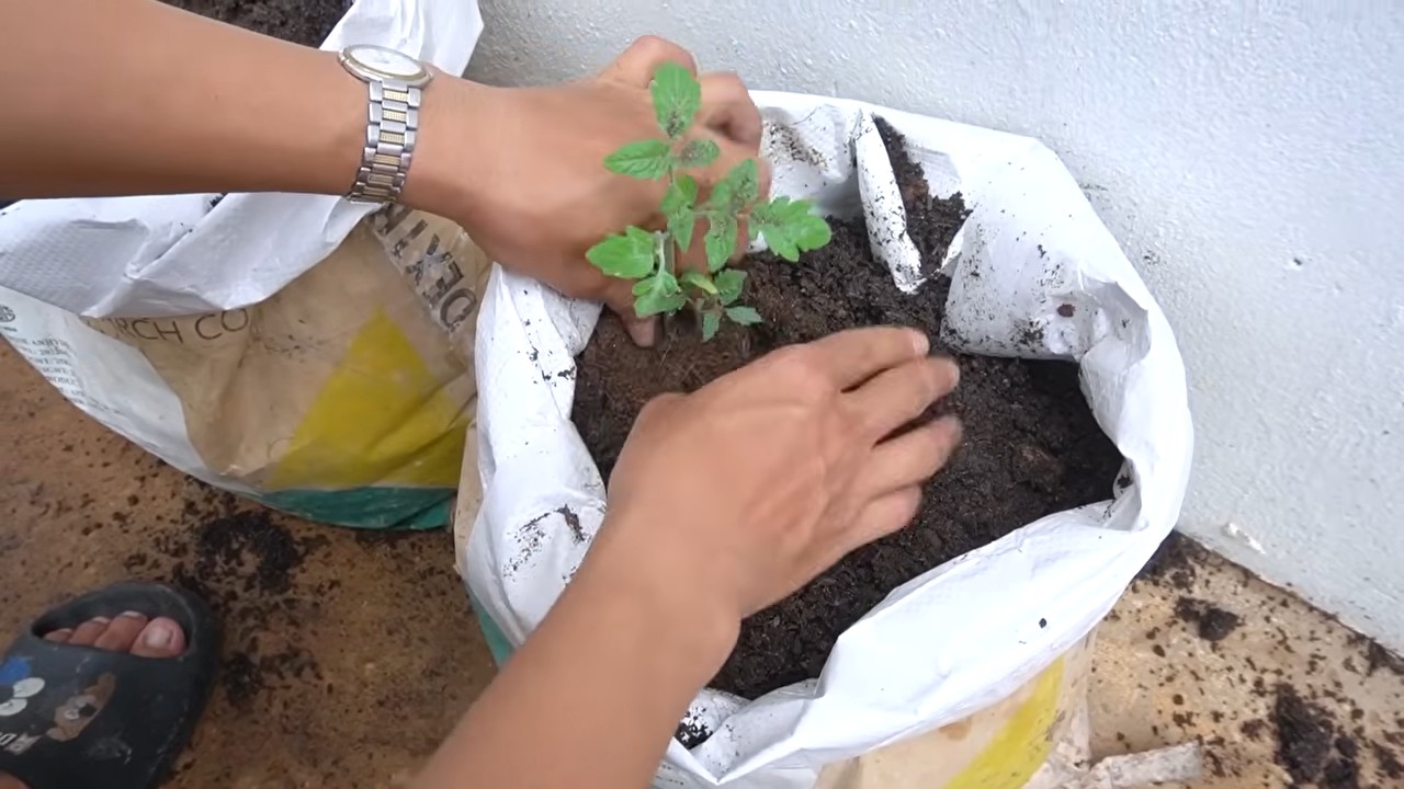 Reliable Tomato Growing Setup