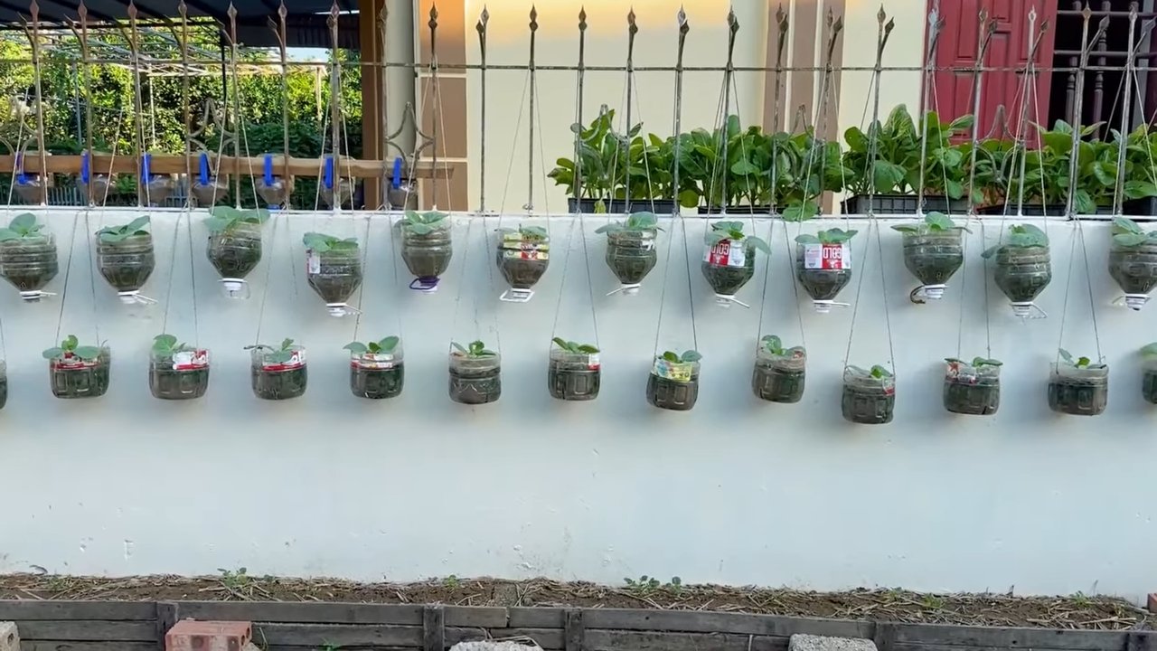 Vertical Cabbage Gardening