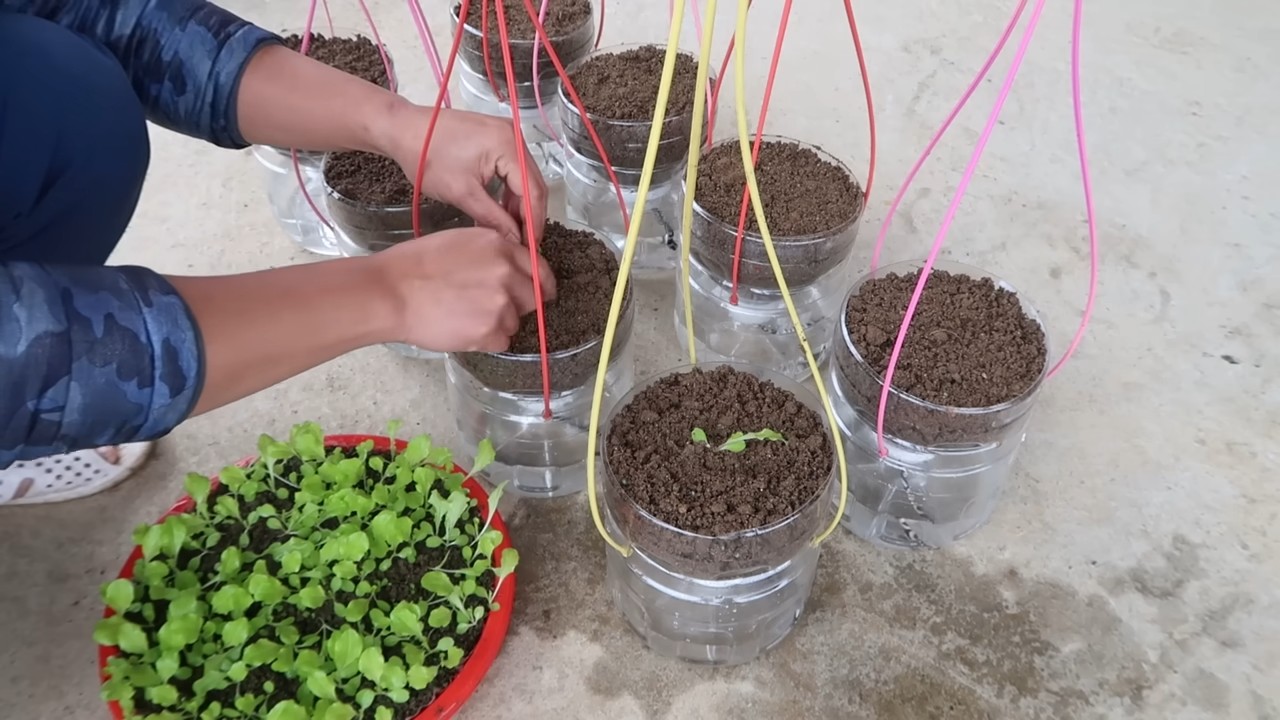 Hanging bottle lettuce growing