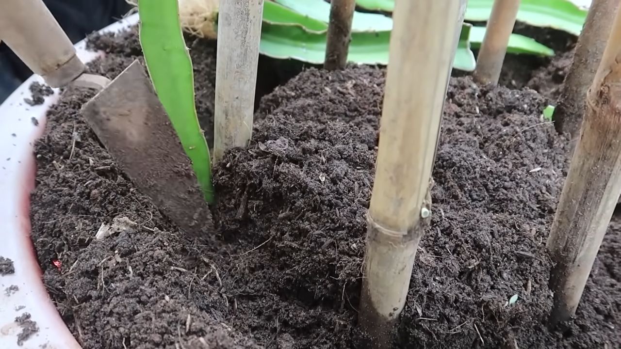 Dragon Fruit Backyard Growing