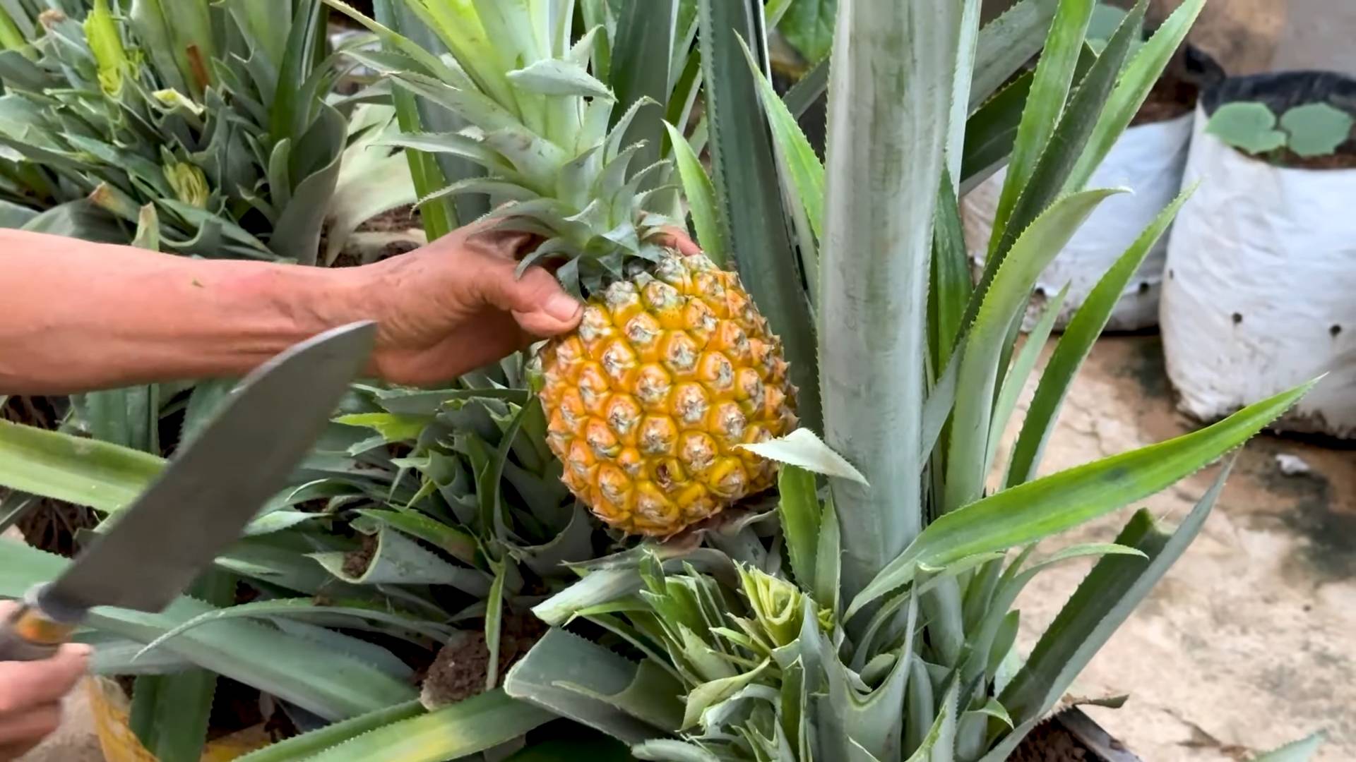 Grow pineapples high yield