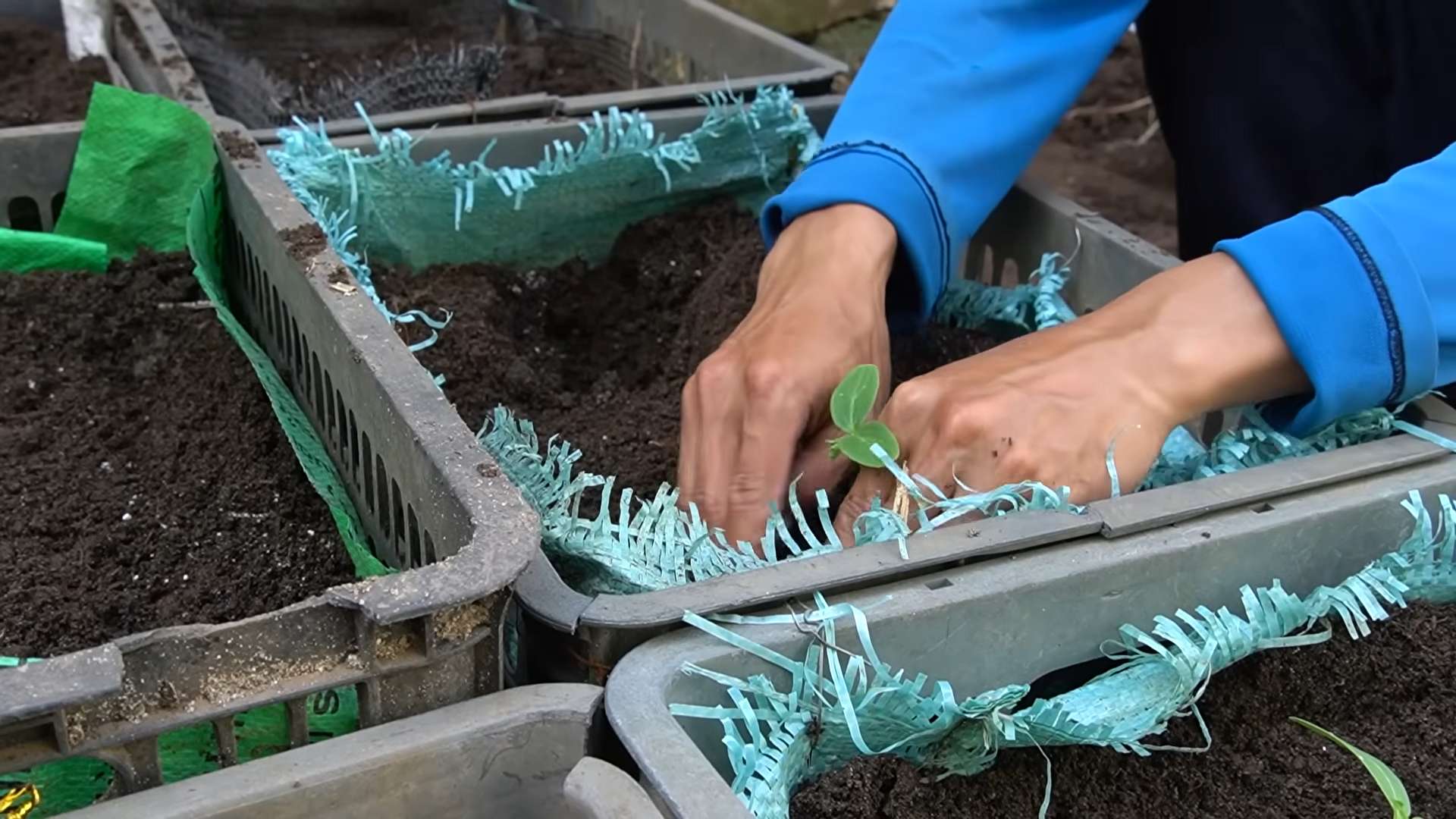 Cucumber harvest secrets