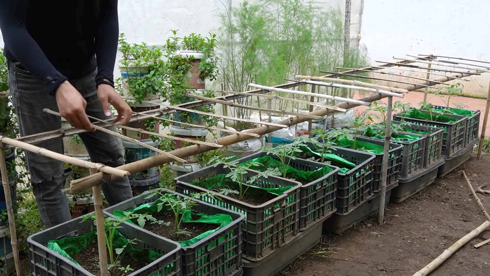Grow Better Tomatoes at Home