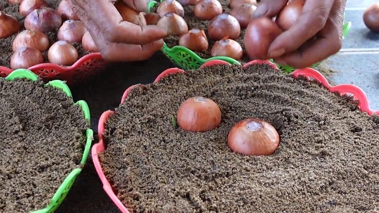 Bigger Onion Harvest Tip