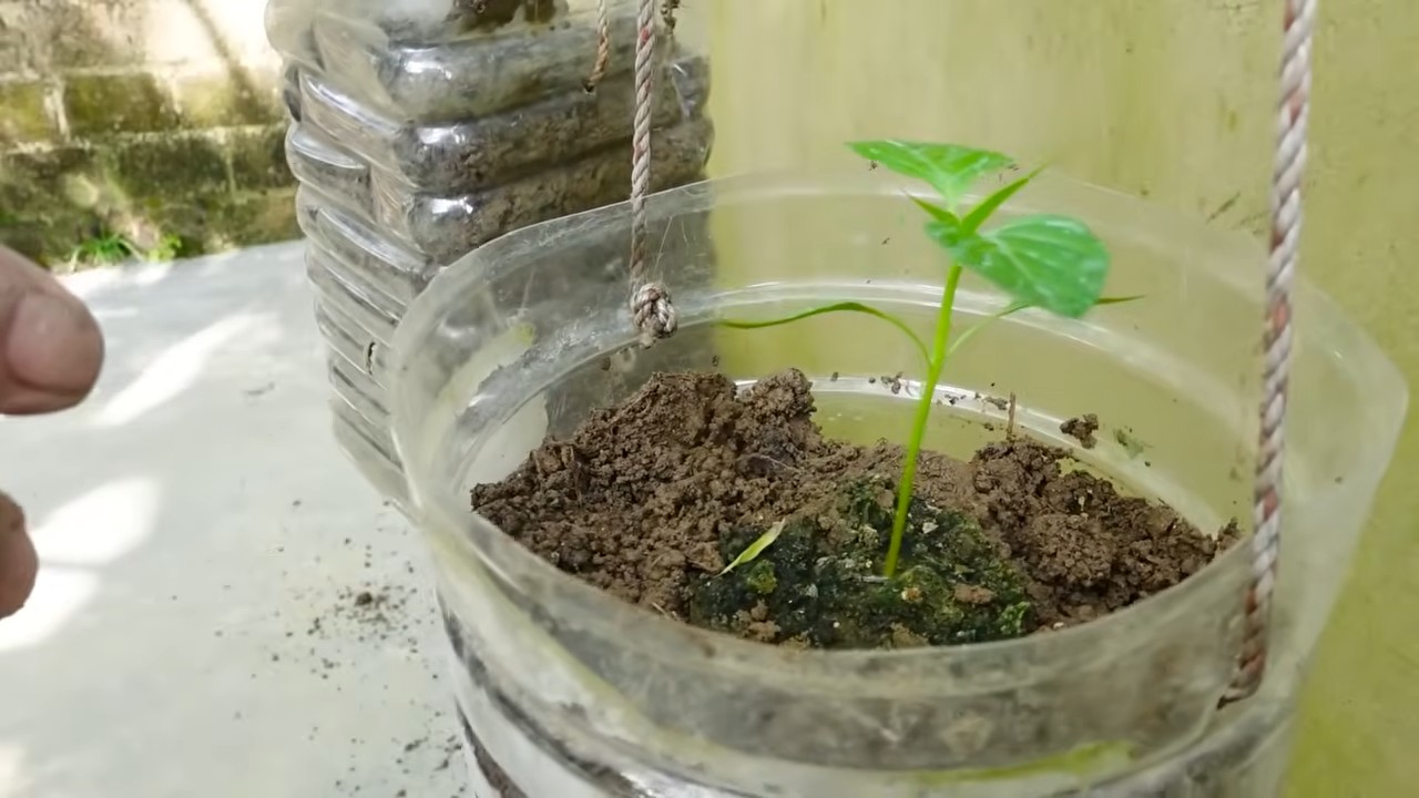 Chili plant propagation from stem