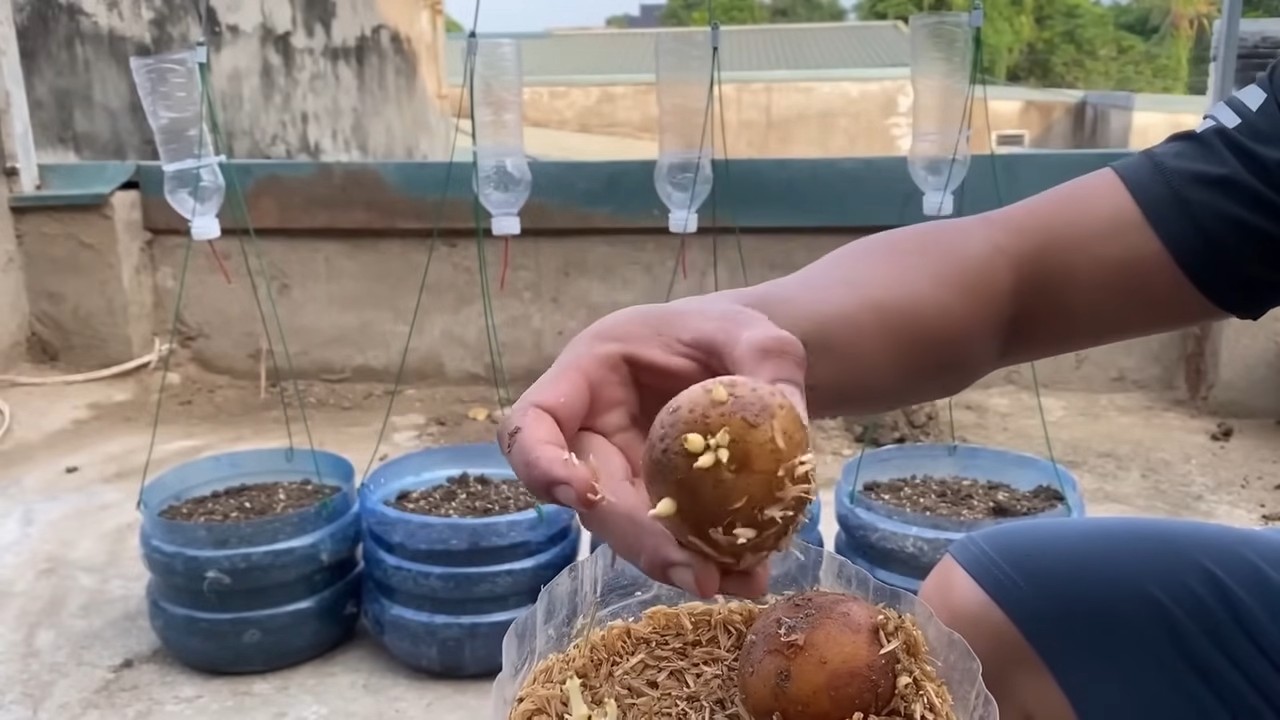 Grow Potatoes in Plastic Bottles