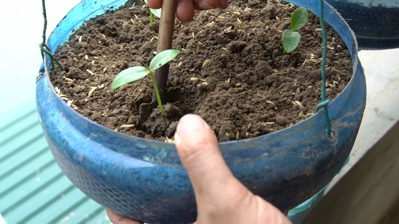Malabar spinach growing tips