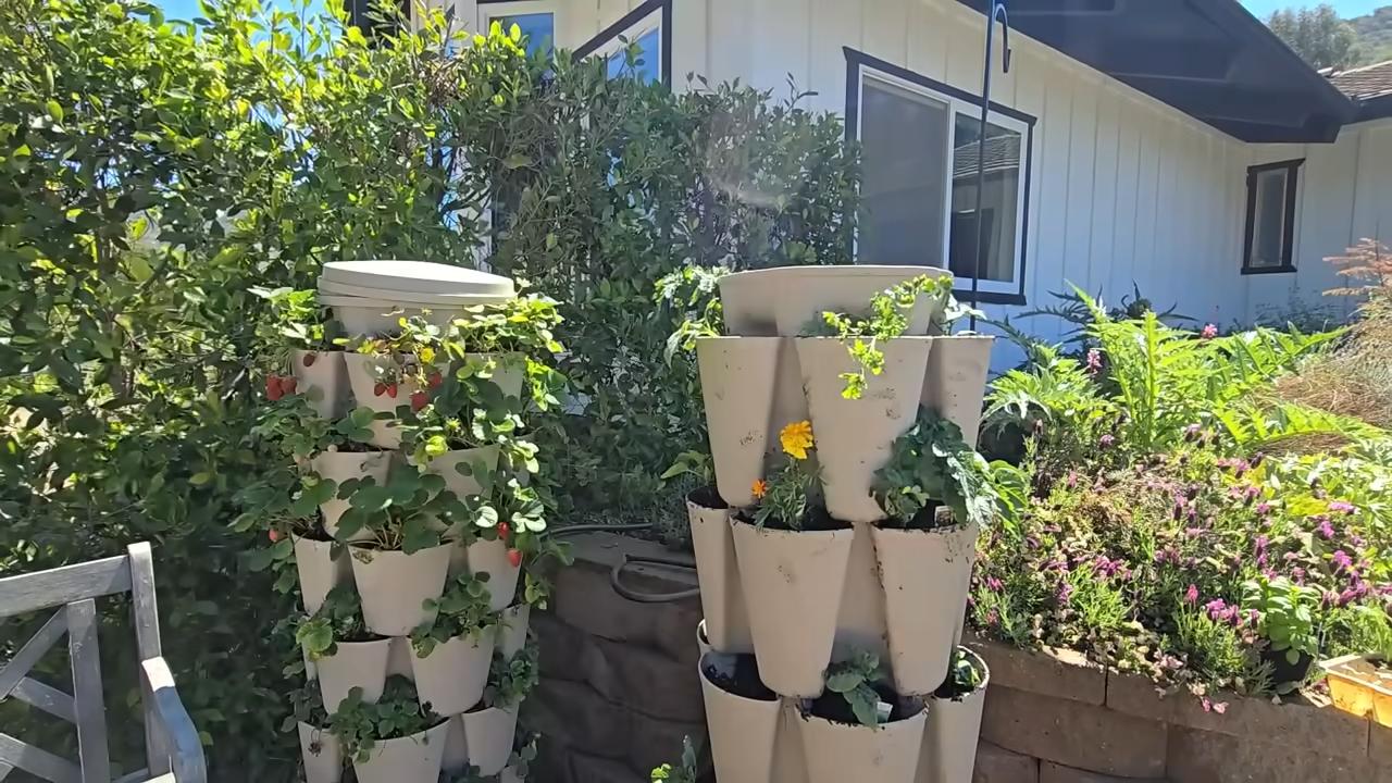 Strawberry yield raised beds