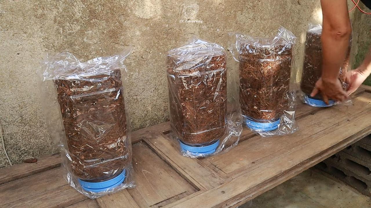 Mushroom Growing Routine