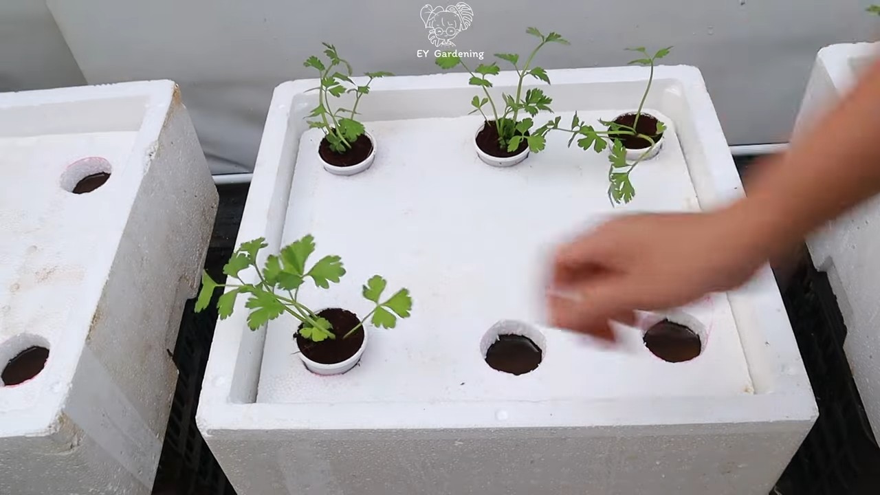 Hydroponic celery growing routine