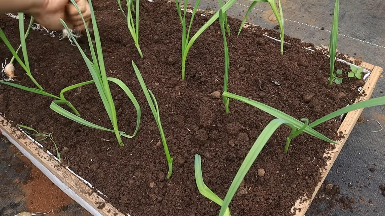 Growing garlic indoors