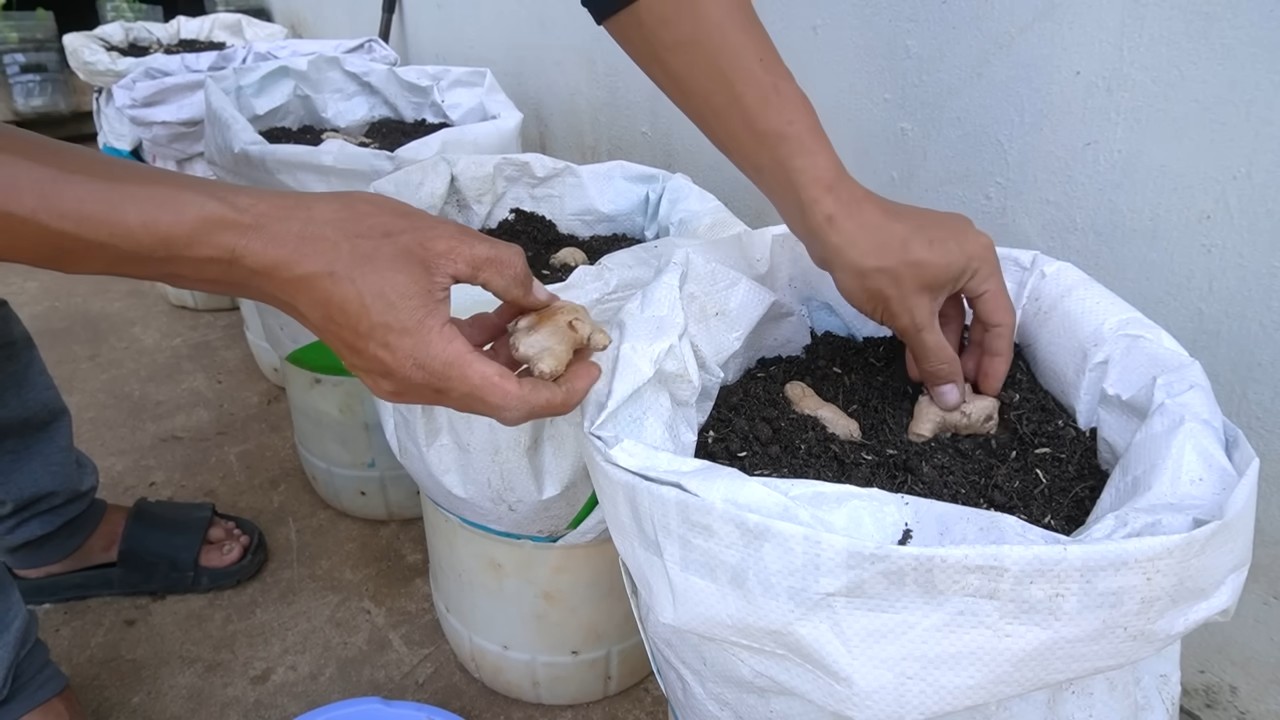 Grow Ginger in Containers