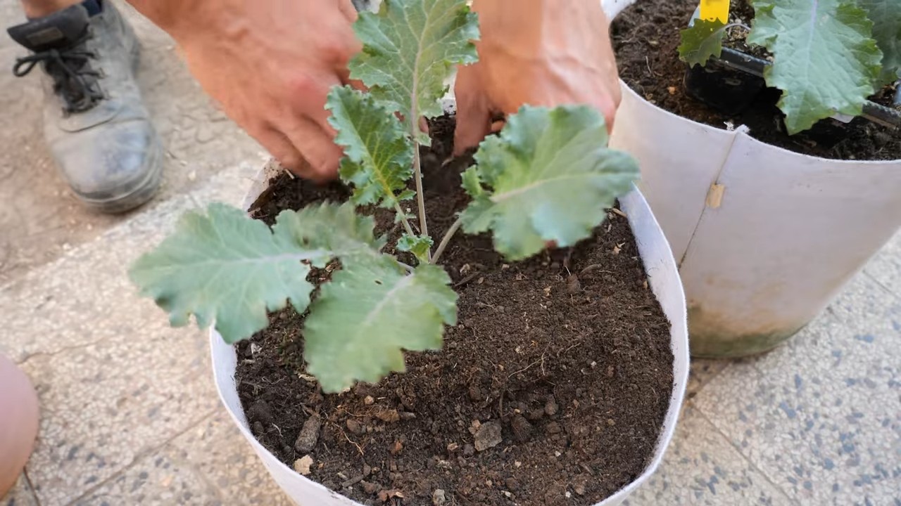 Weekly Kale Harvest