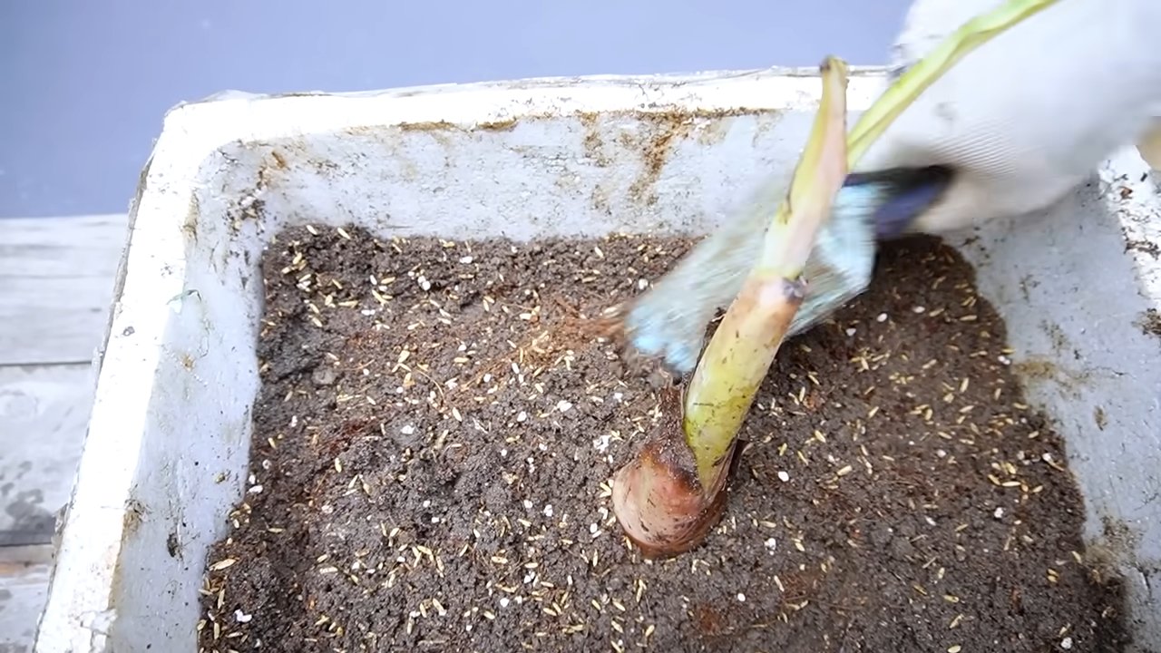 Banana planting routine