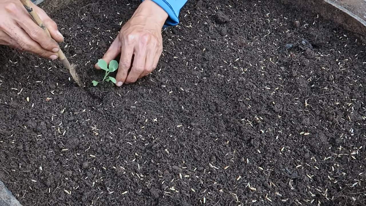 Space Saving Cabbage Storage
