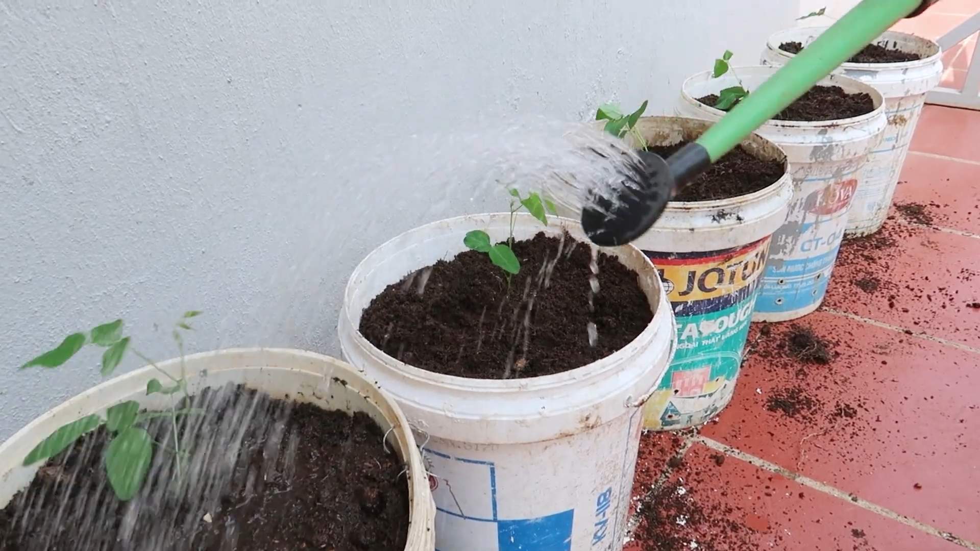 Growing Winged Beans