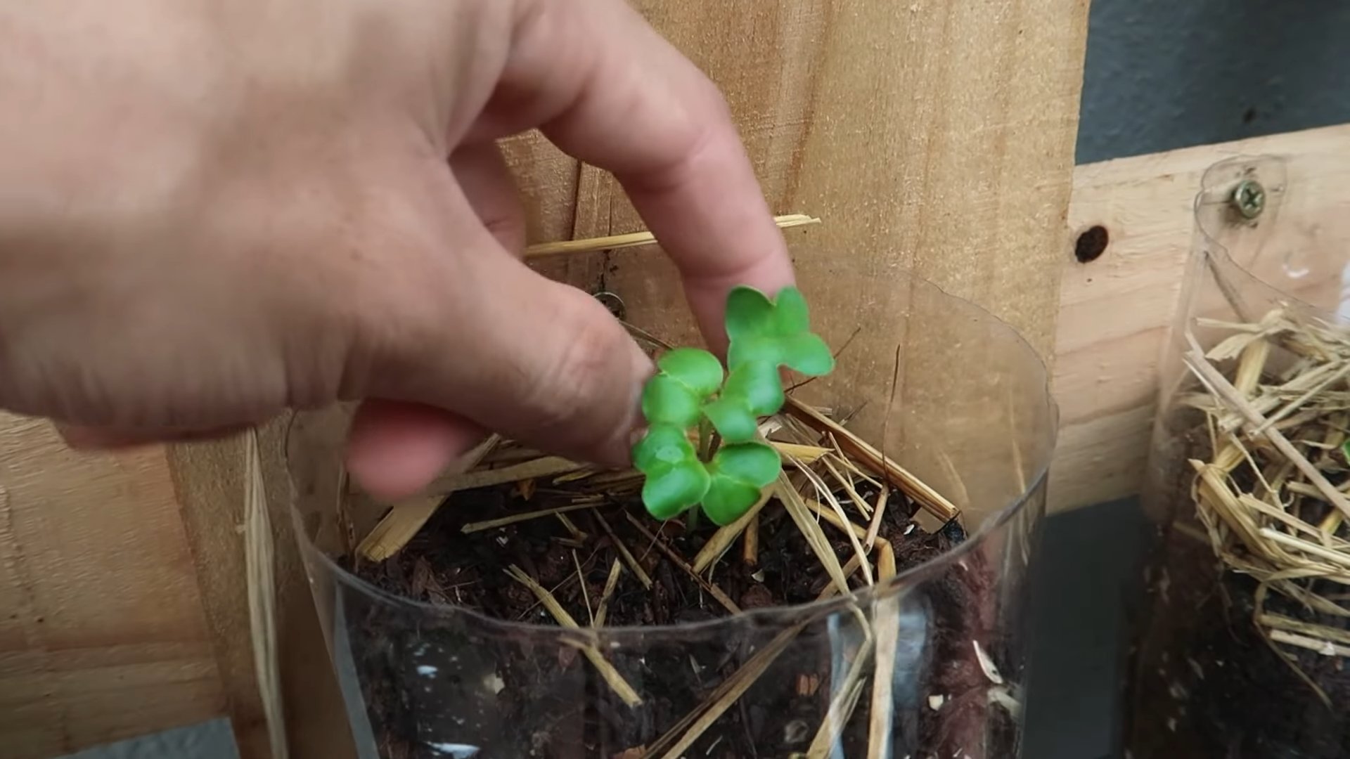 Continuous White Radish Growing
