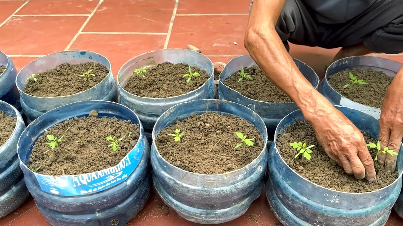 Tomato yield tin can
