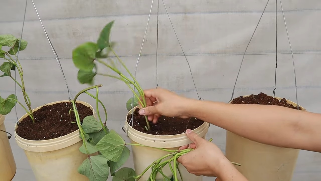 Vertical sweet potato growing
