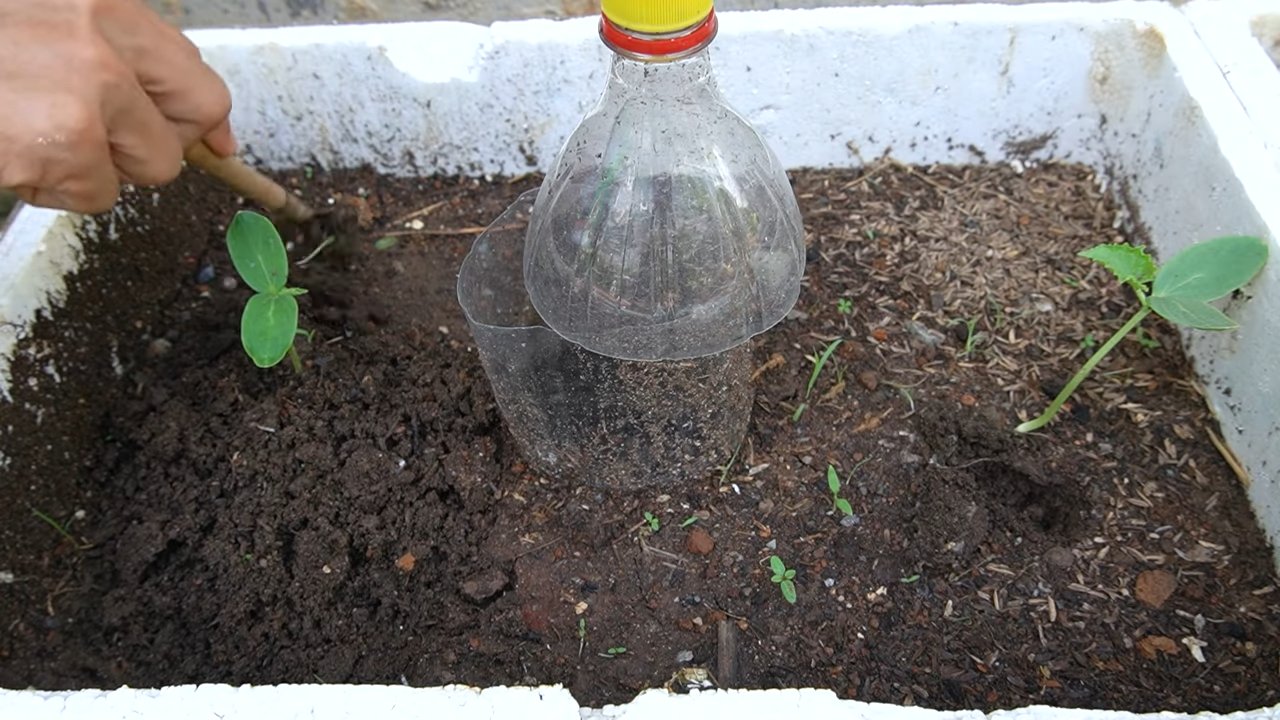 Grow cantaloupe at home