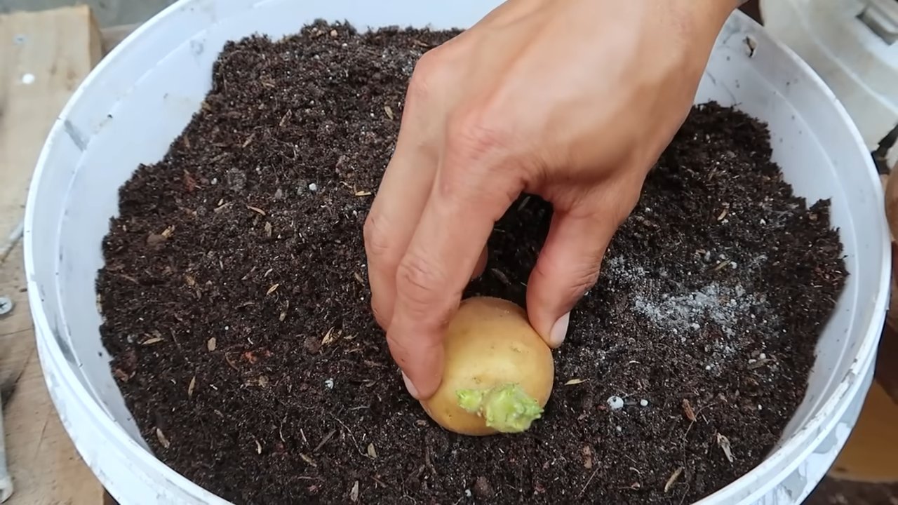 Potato container gardening