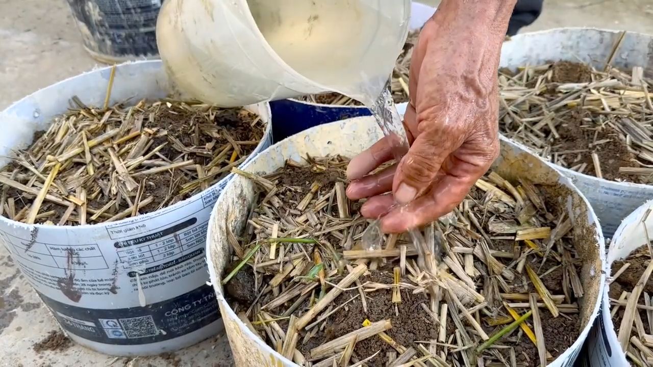 Growing Potatoes Simple DIY