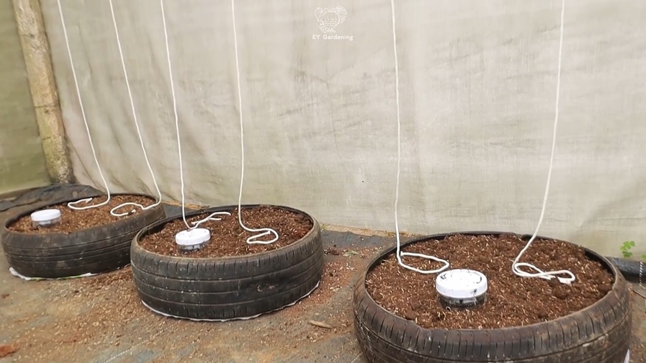 Growing Butternut Squash in Tires
