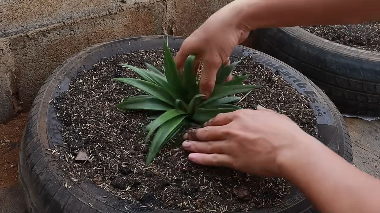 Growing Pineapple at Home
