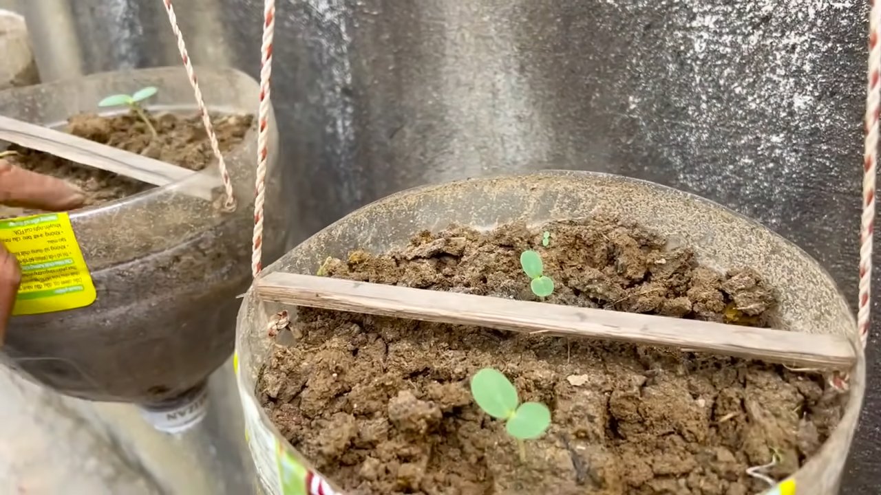 Increase Melon Yield