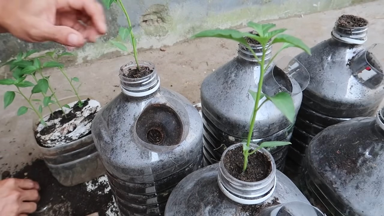 Bottle gardening peppers