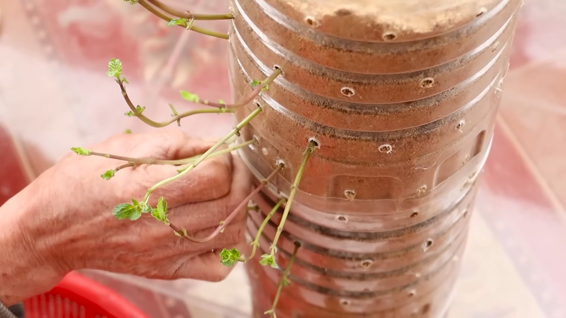 Grow oregano at home