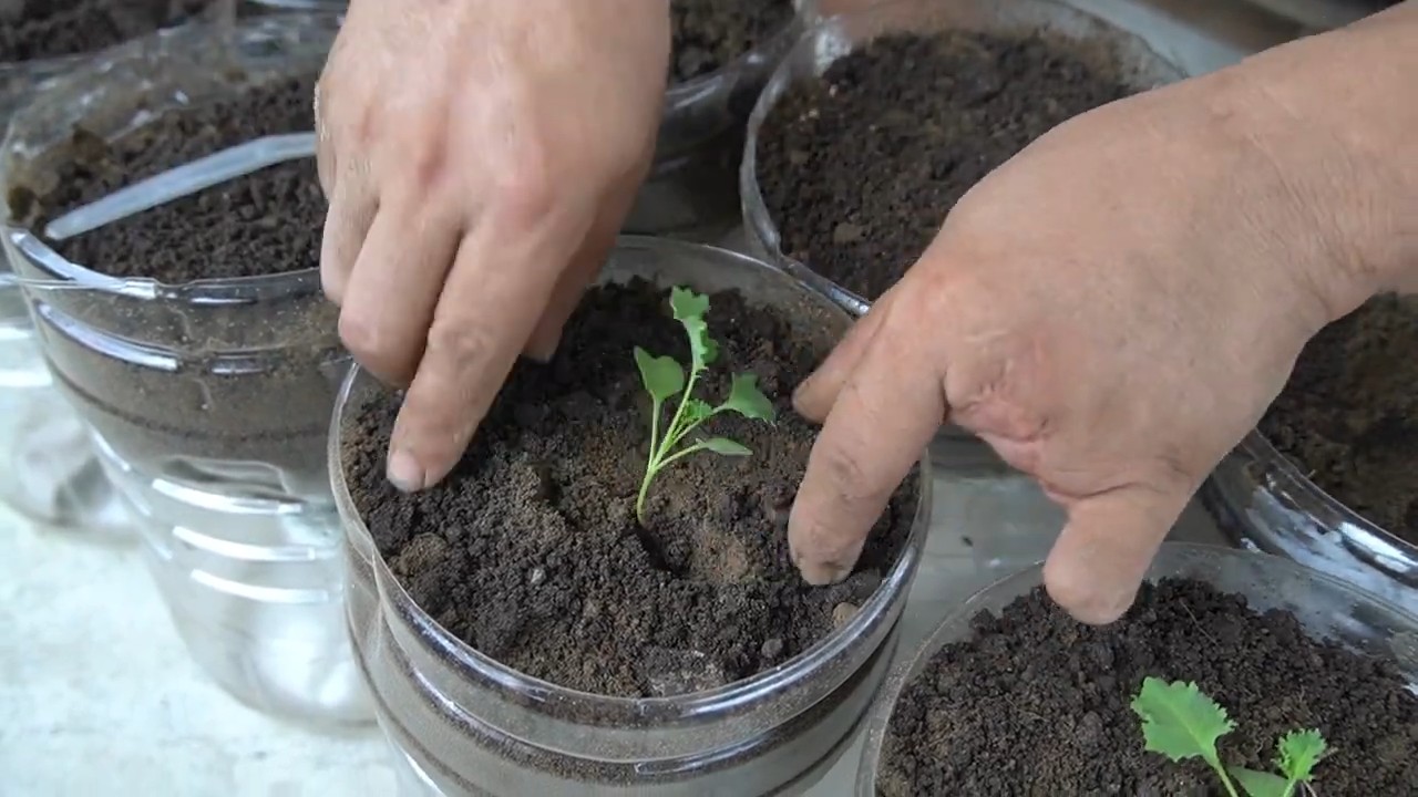 DIY kale plastic bottles