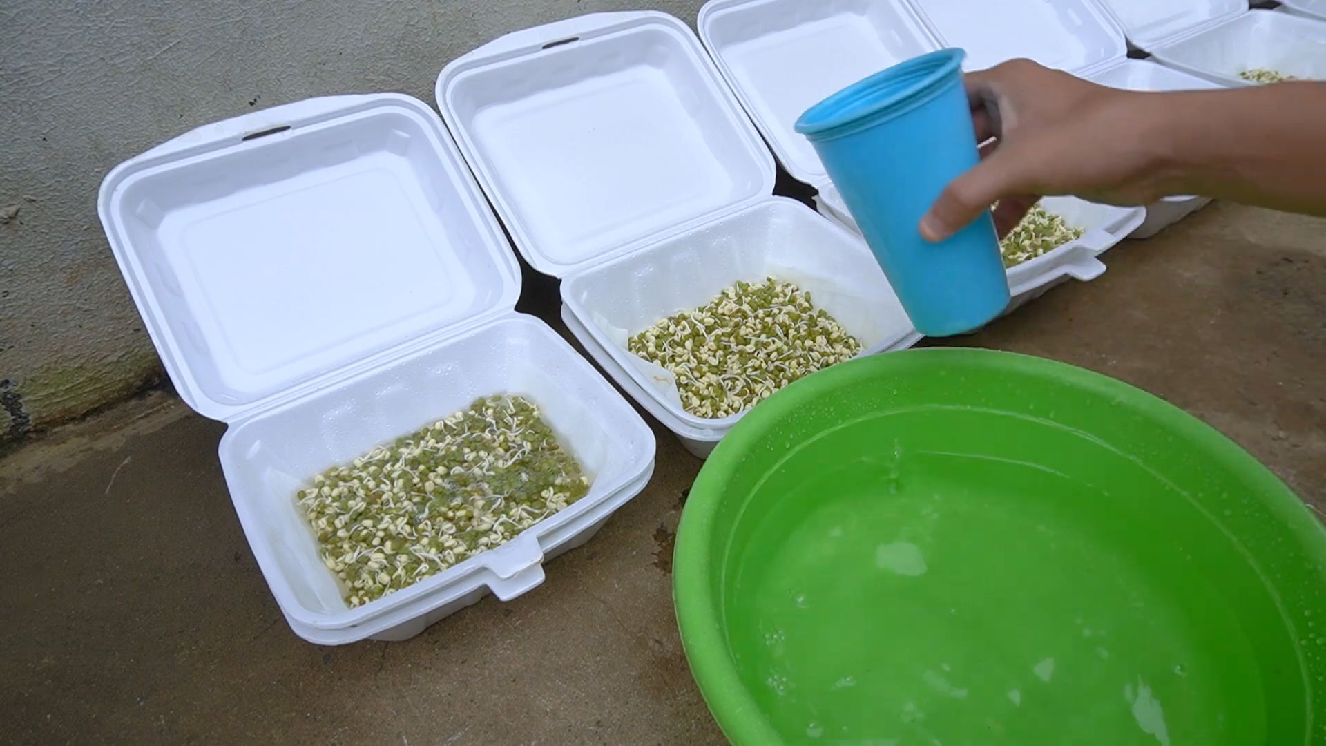 Harvesting bean sprouts quickly