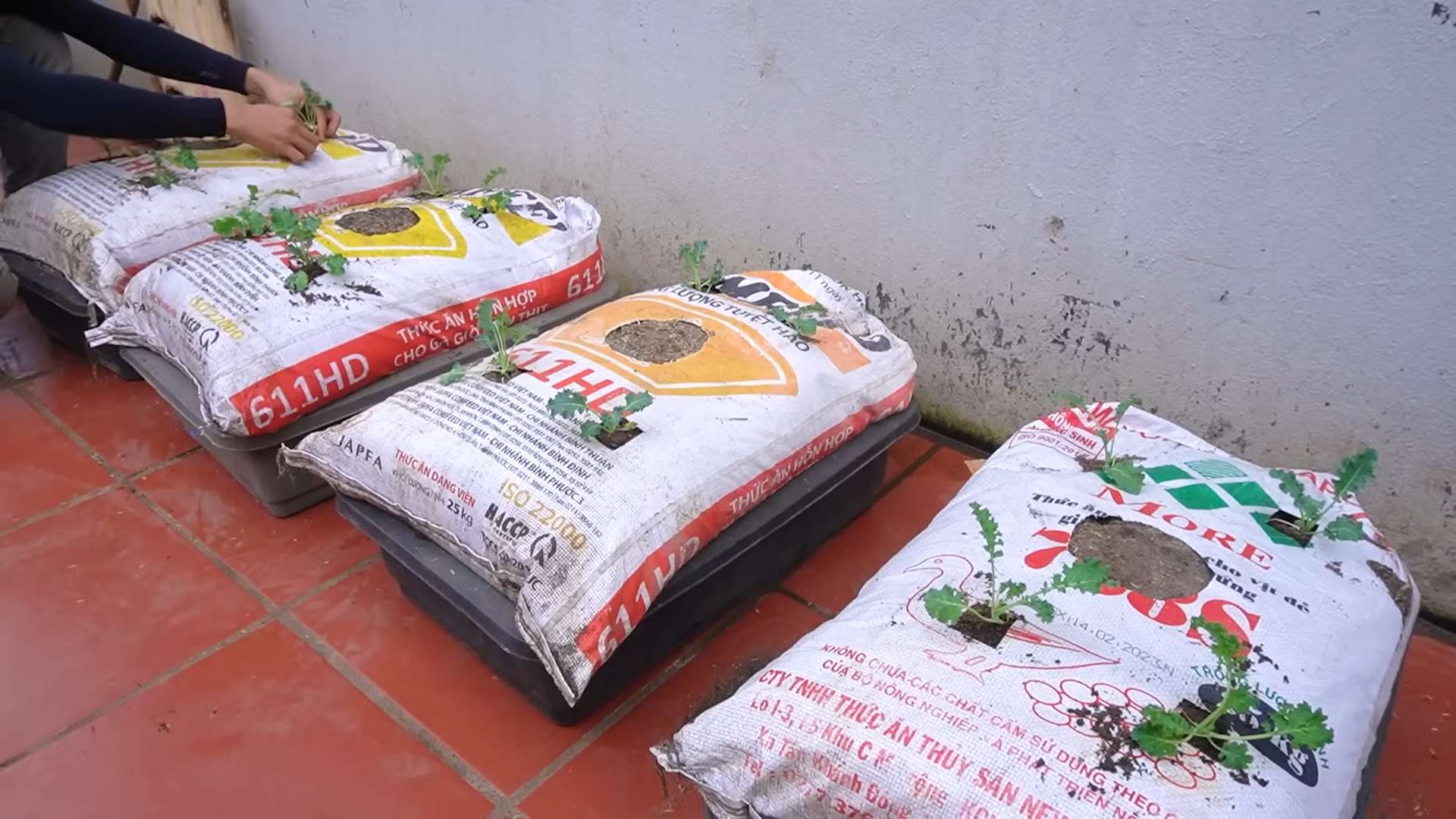 Growing Kale for Beginners