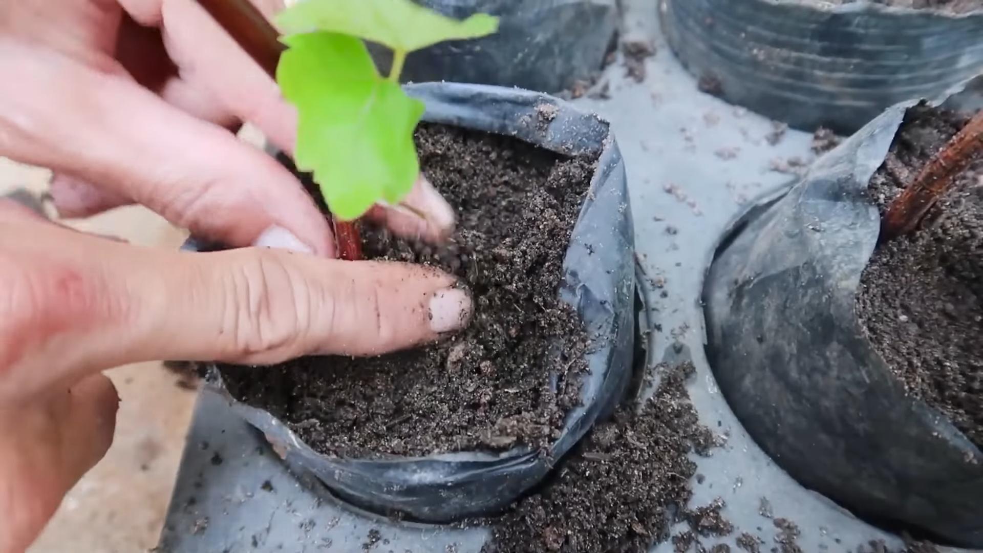 Easy to root plants June