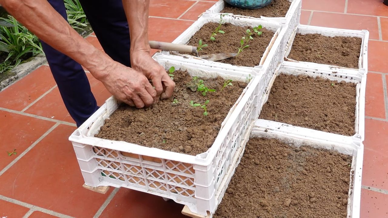 Kid-Friendly Container Vegetable Gardening