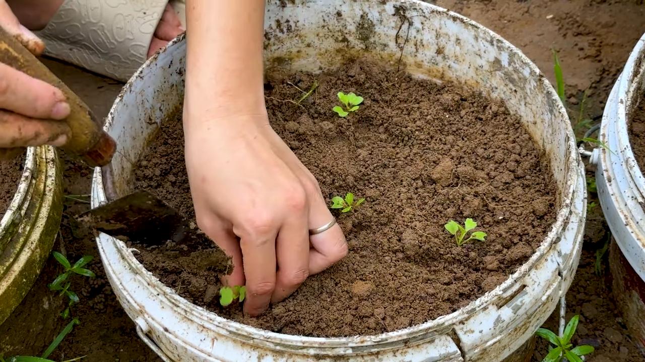 Grow pineapple at home